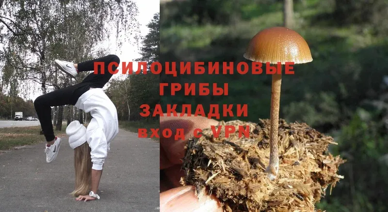 Галлюциногенные грибы Psilocybe  Зерноград 